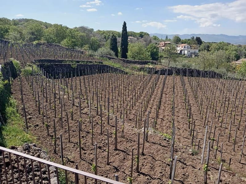 From Taormina: Etna Walking Tour and Wine Tasting in Winery - Why the small group matters