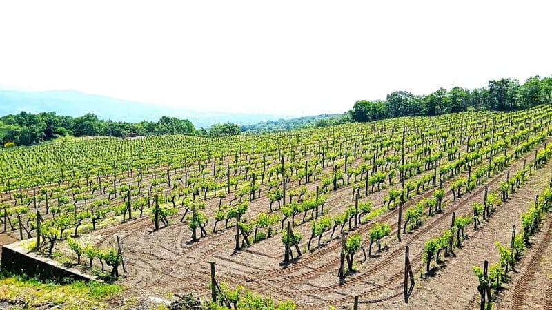 From Taormina: Etna Walking Tour and Wine Tasting in Winery - What the $180 price includes