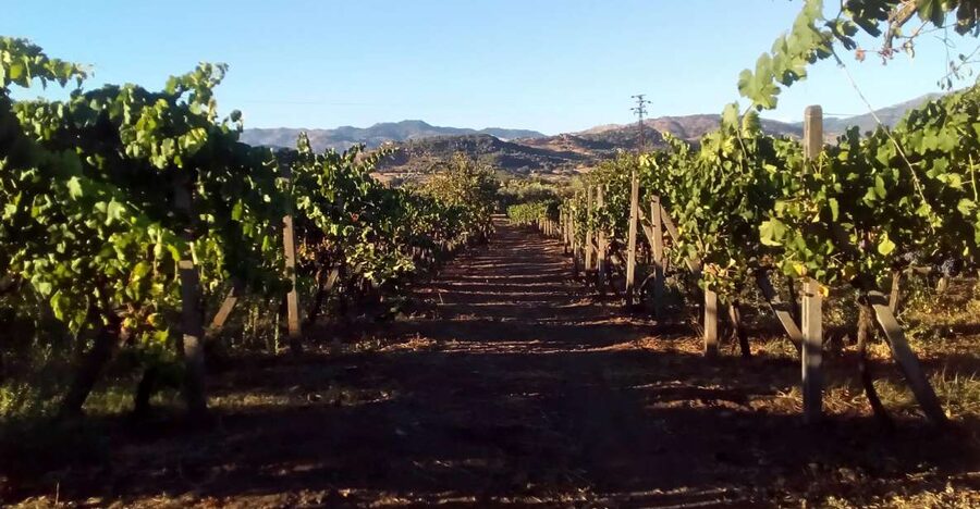 From Taormina: Etna Wineries Small Group Tour - Why Etna wine makes this day different