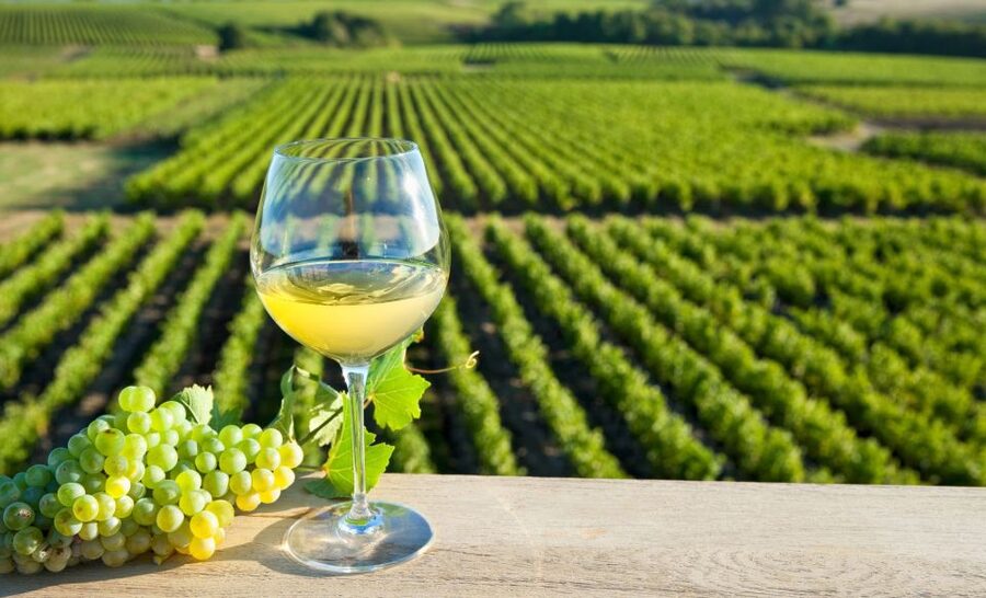 From Tours: Loire Valley Wineries Day Trip with Tastings - The first tasting near Chinon