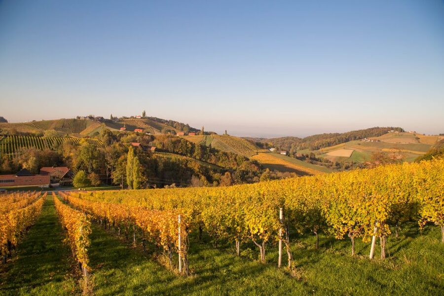 From Tours: Loire Valley Wineries Day Trip with Tastings - From Tours to the Cabernet Franc vineyards