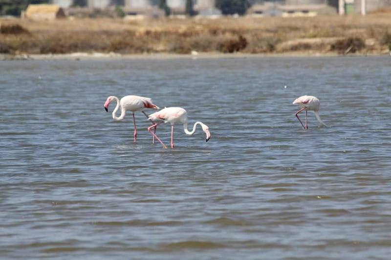 From Trapani: Salt Road Tour With Winery Visit and Boat Trip - Is $169.93 good value for five hours?