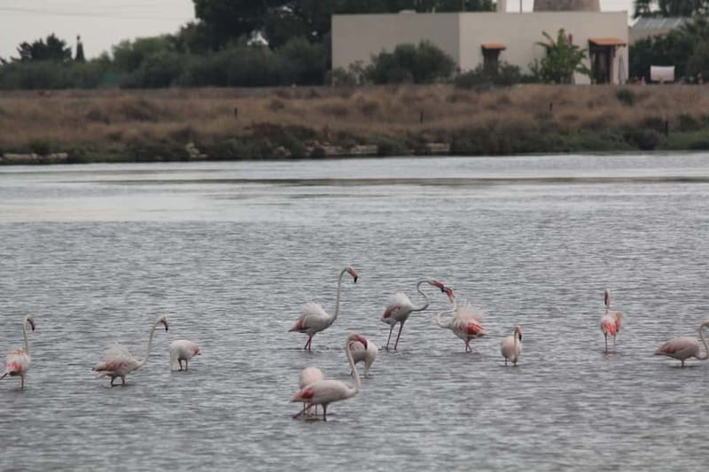 From Trapani: Salt Road Tour With Winery Visit and Boat Trip - Who will enjoy this Salt Road outing?