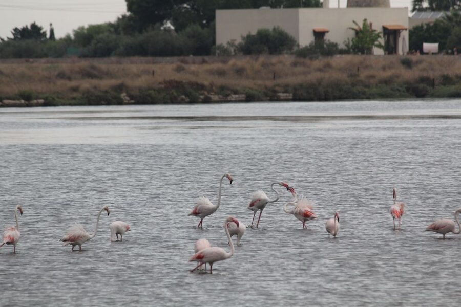 From Trapani: Salt Road Tour With Winery Visit and Boat Trip - Should you book the Trapani Salt Road tour?