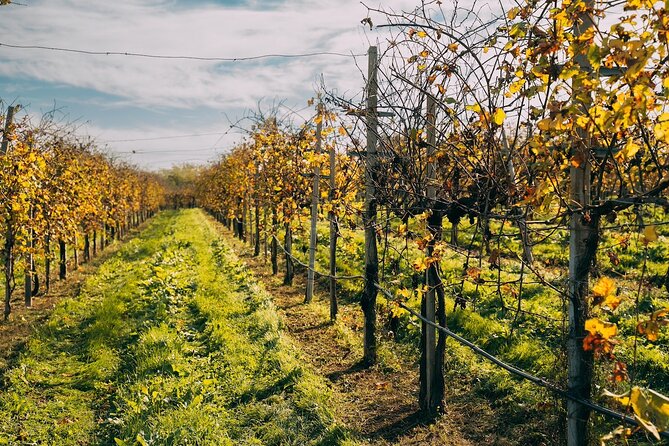 From Venice: Prosecco Wine Region Tour with 2 Tastings - Who should book this Prosecco day trip