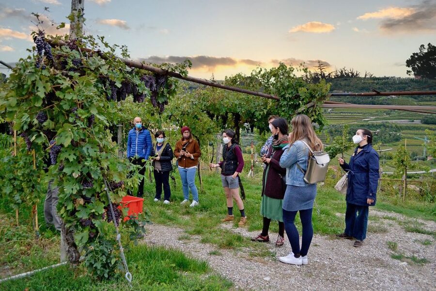 From Verona: Valpolicella Winery Tour with Amarone Vintages - Key points to know before booking