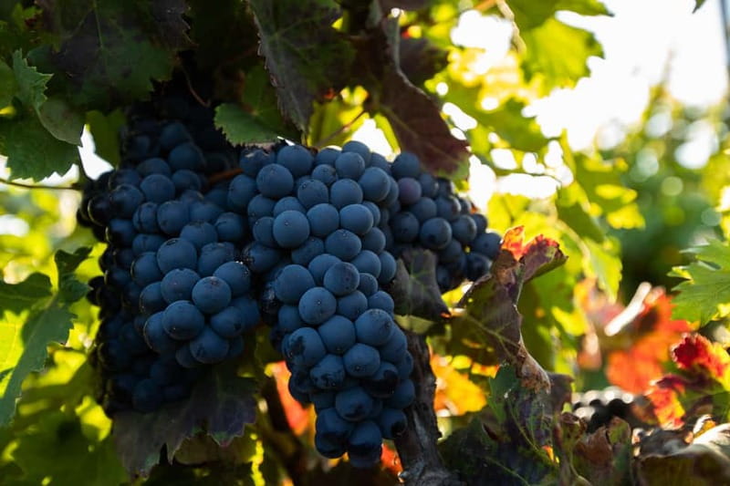 Fuerteventura: Tour & tasting at Conatvs Winery - Key points to know before you book