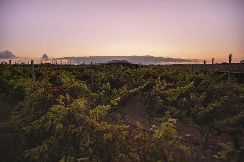 Fuerteventura: Tour & tasting at Conatvs Winery - Why Fuerteventura wine is worth your attention