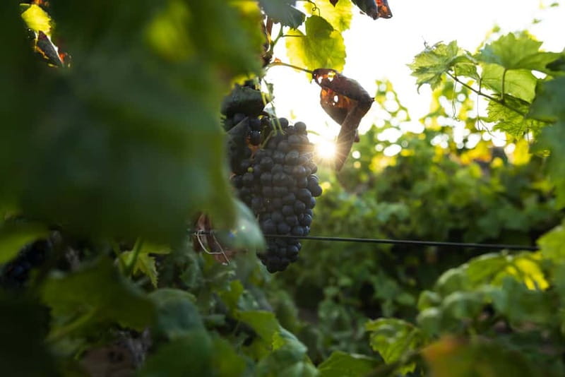 Fuerteventura: Tour & tasting at Conatvs Winery - From grapes to bottle inside the winery