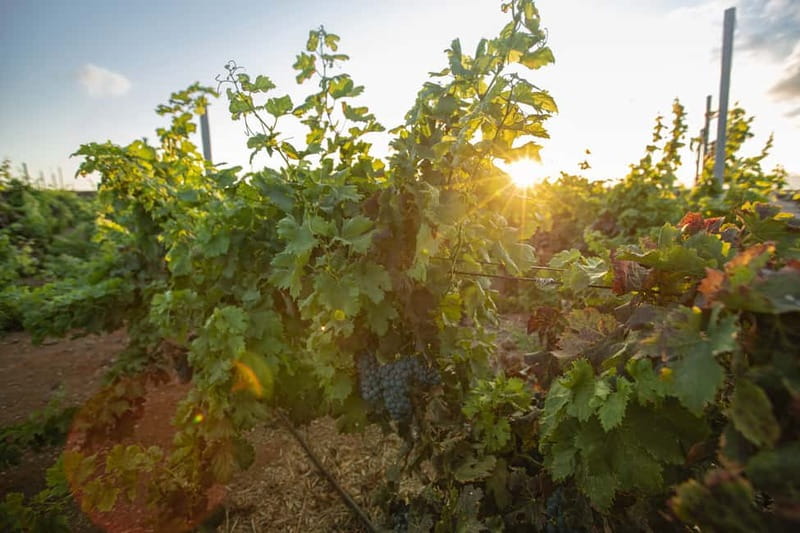 Fuerteventura: Tour & tasting at Conatvs Winery - Getting there and planning the return