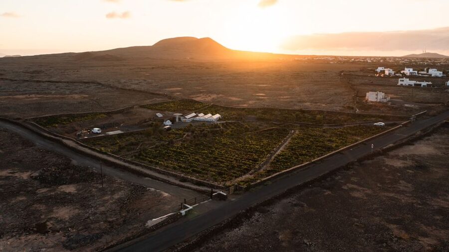 Fuerteventura: Tour & tasting at Conatvs Winery - Who will enjoy this one-hour visit?