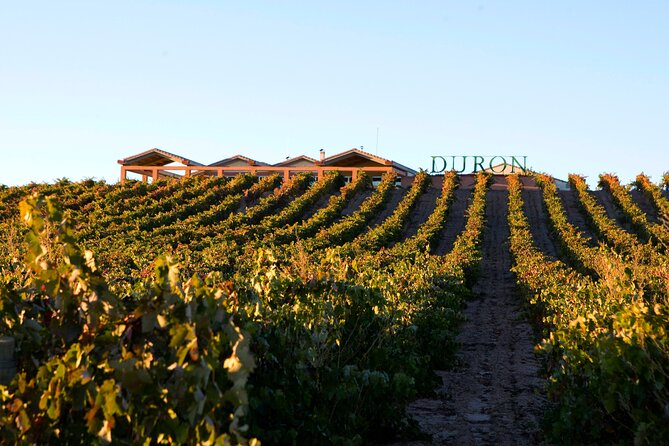 Full day at the winery, visit, tasting, aperitif and lunch - A hilltop introduction to Ribera del Duero