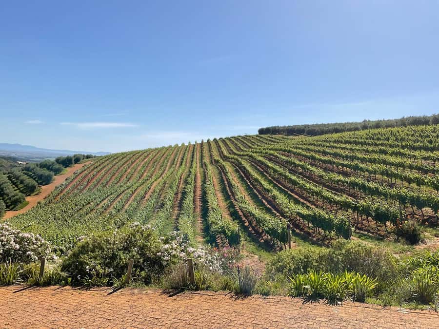 Full Day Cape Winelands Tour: Franschhoek & Stellenbosch - La Bri Wine Estate starts the tasting program