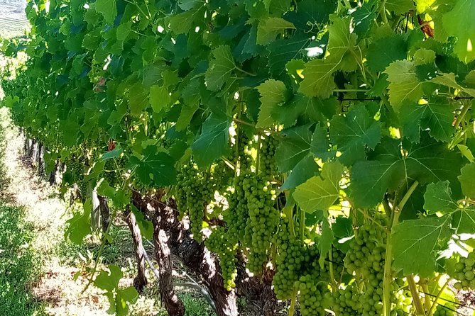 Full-Day Private Guided Wine Tasting Tour of Cape Wineries - Who will get the most from this private route