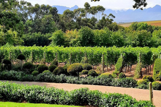 Full-Day Private Guided Wine Tasting Tour of Cape Wineries - Haute Cabriere brings MCC into the picture