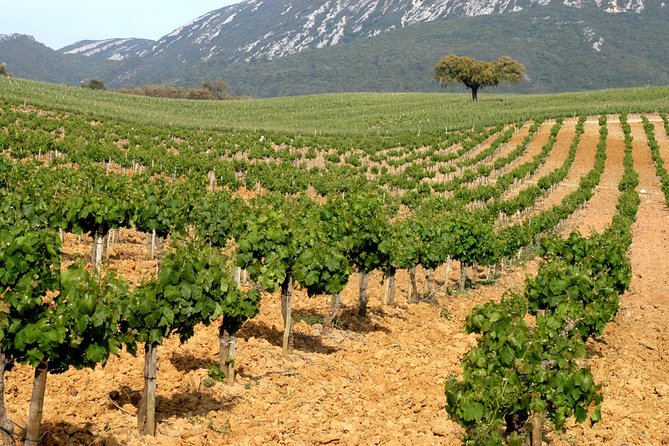 Full Day Private Tour - Arrábida Beaches and Azeitão Wine Region - Eight hours, private transport, and the value of $416.74