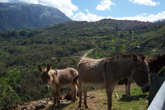 Full Day Private Tour in Medieval Villages and Vineyard in Cefalù - Five hours in Castelbuono