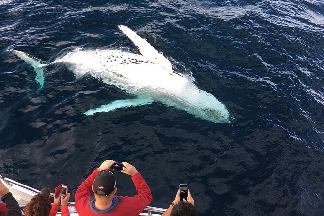 Full-Day Whale Watching and Wine Region Experience from Cape Town - The early ride from Cape Town to Hermanus