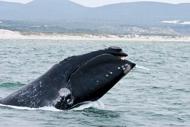 Full-Day Whale Watching and Wine Region Experience from Cape Town - Who should book this experience