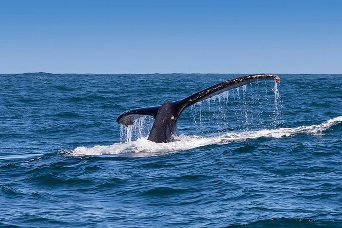Full-Day Whale Watching and Wine Region Experience from Cape Town - Hermanus and the 2 to 3-hour marine safari