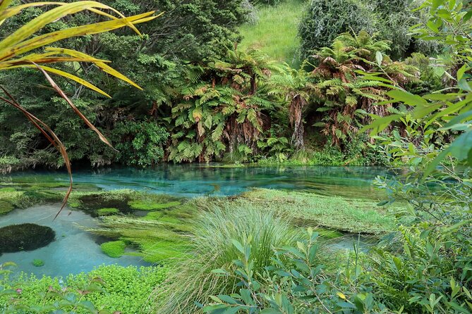 Full-Day Wine Tasting Tour in Auckland with 3-Course Vineyard Lunch - What the guide adds to the day