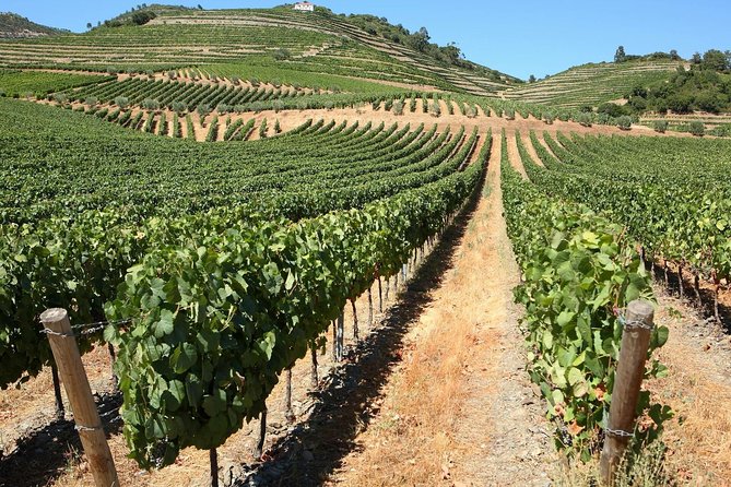 Genuine Douro Valley Tour: Visit 2 Wineries, Lunch & River Cruise - Why this Porto day trip works