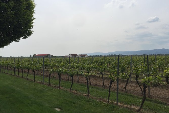 Get Pfalzed - wine tour to unique wine region to taste Red wines - What makes the vineyard stop worthwhile