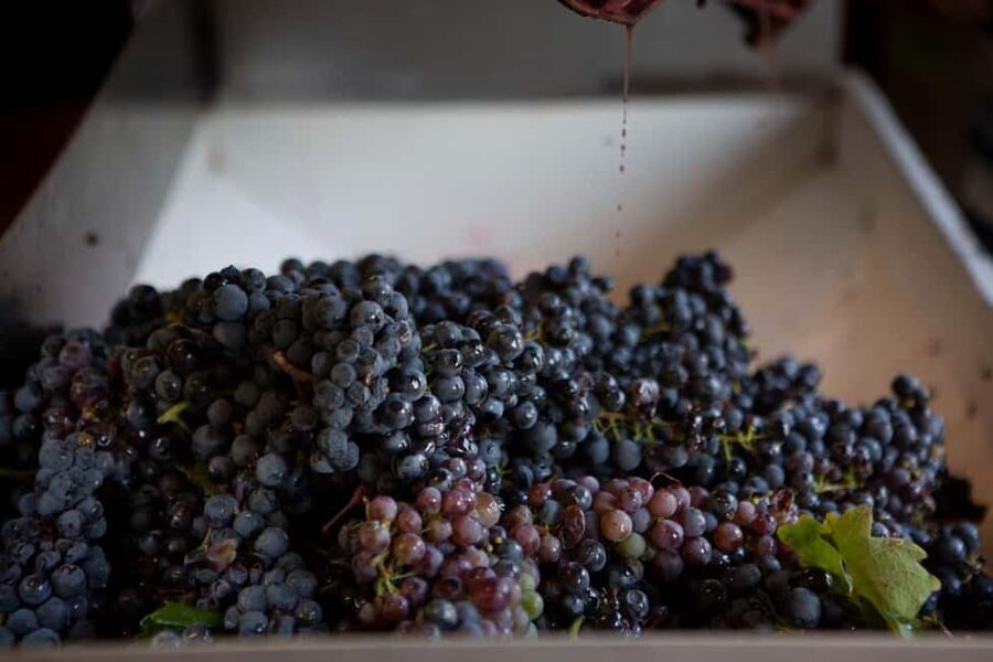 Gioia del Colle: Winery with Primitivo Tasting - What the winery visit shows, and what it may not