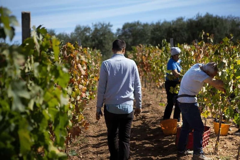 Gioia del Colle: Winery with Primitivo Tasting - Who will enjoy this Primitivo tasting