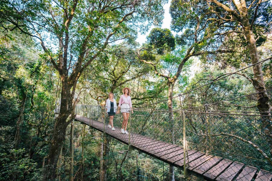 Gold Coast: Lamington Treetops, Wildlife and Vineyard Visit - Key points to know