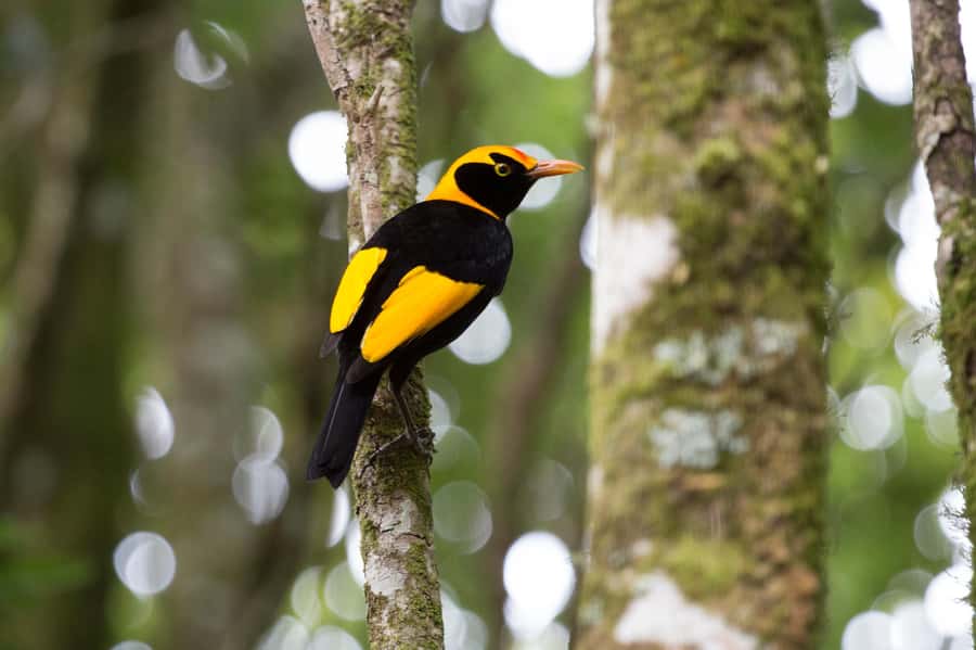Gold Coast: Lamington Treetops, Wildlife and Vineyard Visit - Who should book this Gold Coast day trip?