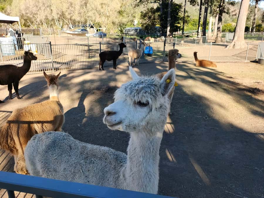 Gold Coast: Lamington Treetops, Wildlife and Vineyard Visit - Comfort, group size, and practical limits