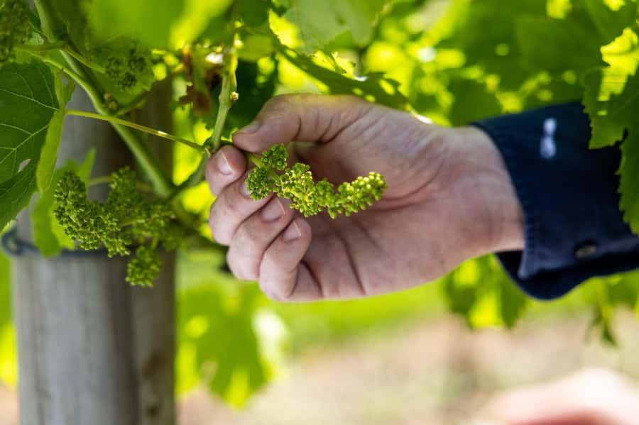 Gold Coast: Tamborine Mountain Local Winery Tour with Lunch - Guides Who Set the Tone