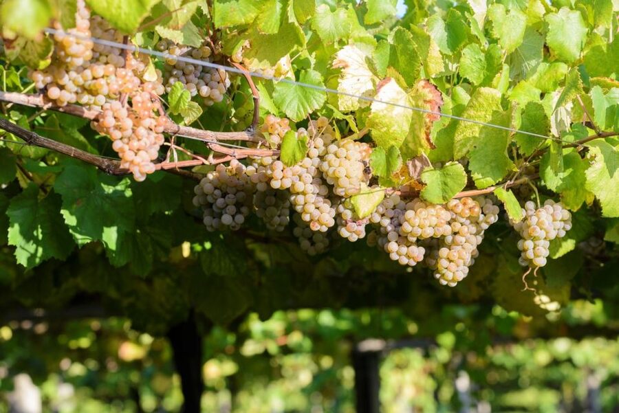 Granbazán Winery: Guided Tour and Wine Tasting - Who will enjoy this winery visit most