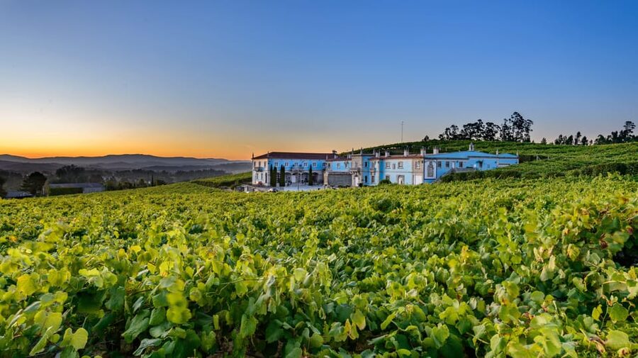 Granbazán Winery: Guided Tour and Wine Tasting - Walking through the Granbazán vineyards