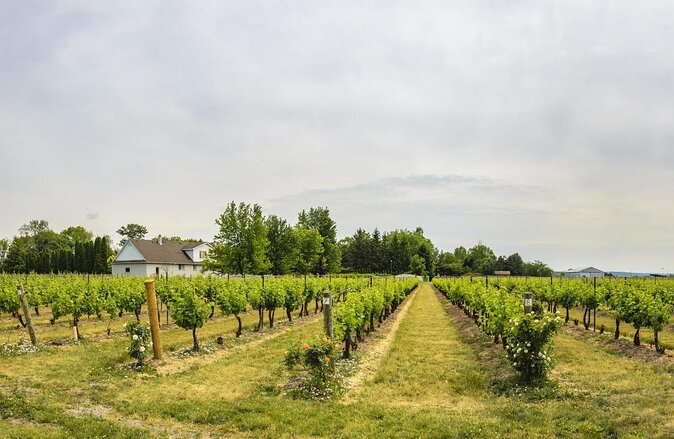 Grand Winery Tour - Rolls Royce - Niagara On The Lake - Key points to know before you book