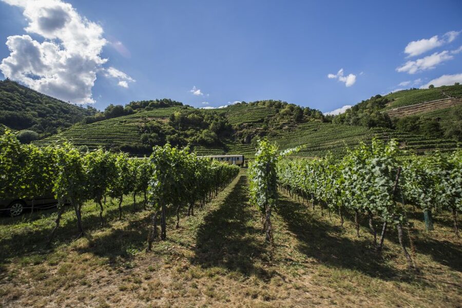 Grape Grazing: Wachau Valley Winery Biking Tour - Why this Wachau Valley day trip works so well