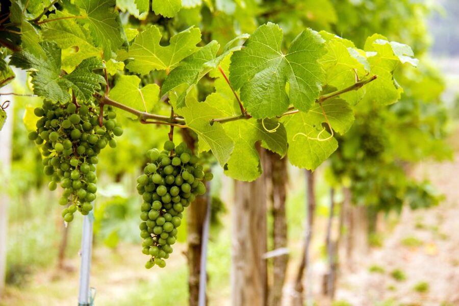 Grape Grazing: Wachau Valley Winery Biking Tour - What the cycling is really like