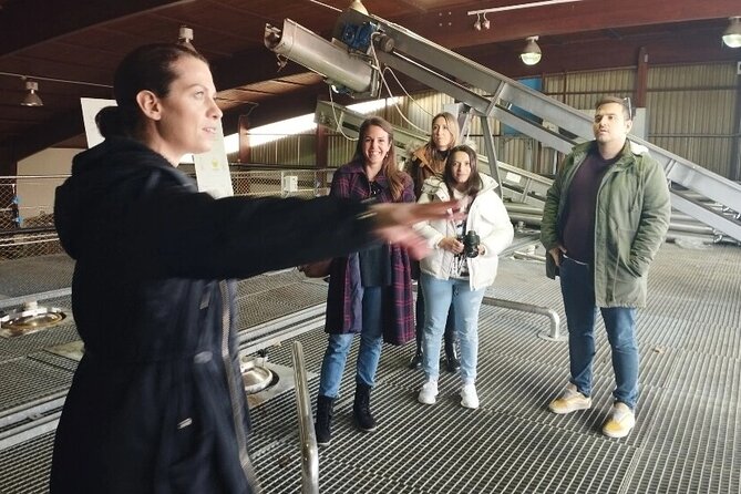 Greece Wine Roads: Athens, Nemea and Santorini - Anhydrous Winery explains Santorini’s dry vineyards