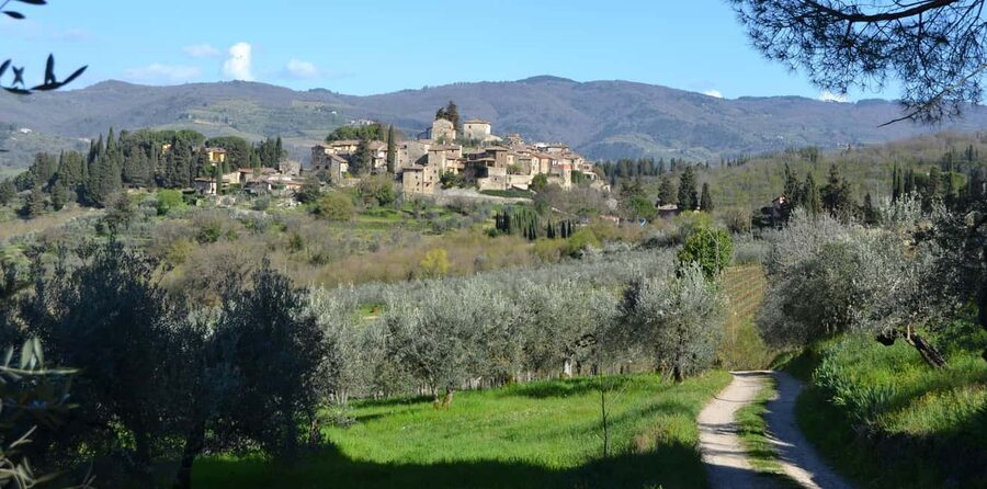 Greve in Chianti: Wine tasting and visit to our small winery - A Vineyard Walk Among Old Vines and Olive Trees