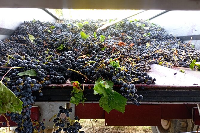 Greve in Chianti Wine Tasting and Winery Tour - Inside the cellar: a simple working winery