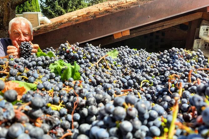 Greve in Chianti Wine Tasting and Winery Tour - What you learn among the vines