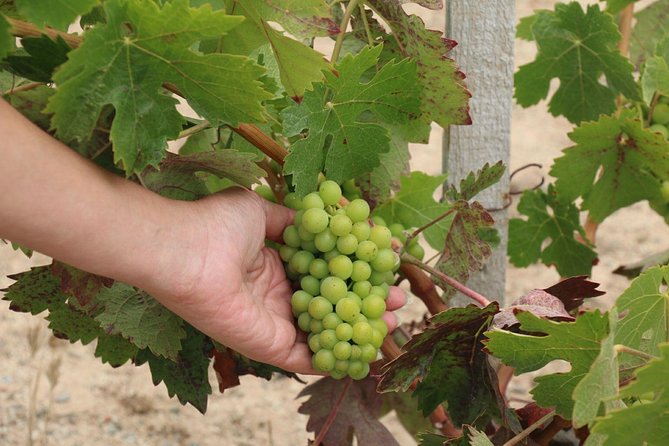 Guadalupe Valley Wine Route Tour in Baja California - Private car or larger group?