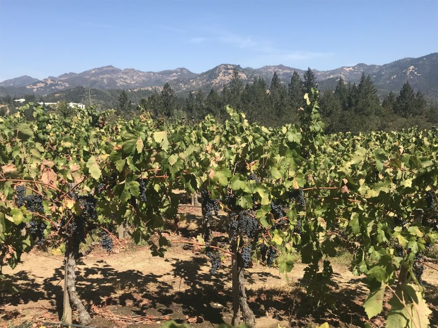 Guided Private Wine Tour to Napa and Sonoma Wine Country - A private day through Napa and Sonoma