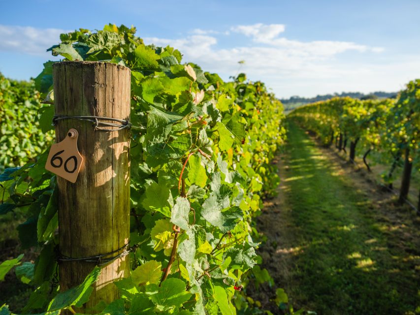 Guided Private Wine Tour to Napa and Sonoma Wine Country - The first Napa tasting stops