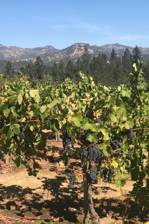 Guided Private Wine Tour to Napa and Sonoma Wine Country - The final Sonoma winery visit