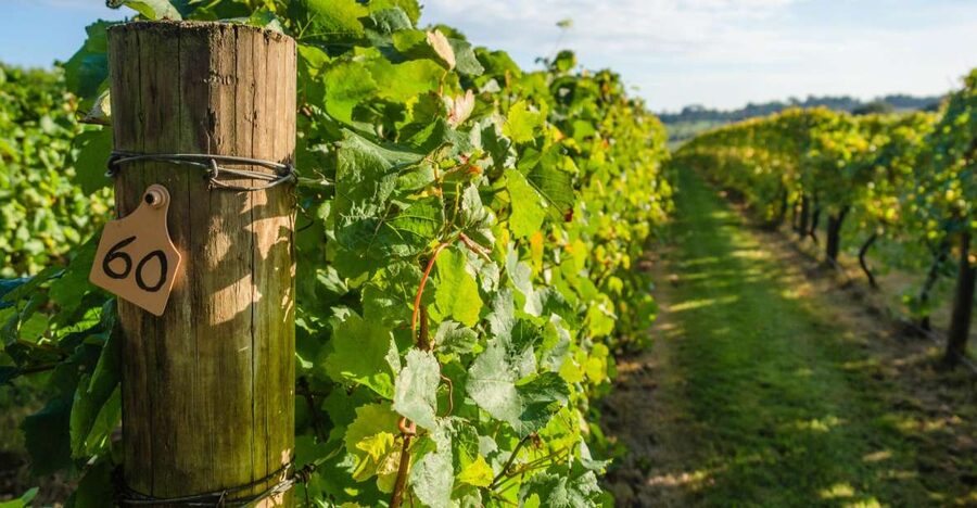 Guided Private Wine Tour to Napa and Sonoma Wine Country - What makes the guides important