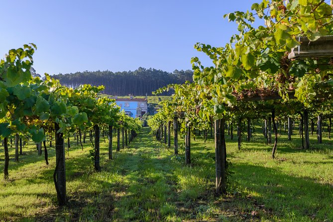 Guided tour of Bodegas Granbazán - Walking through the vineyard and winery