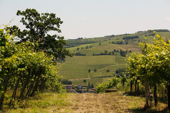 Guided tour of vineyards and winery with tasting 4 wines - From vineyard rows to the working cellar