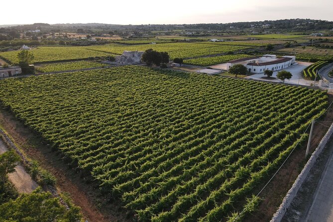 Guided tour through the vineyards with local wine tasting - Apulian snacks that make the tasting local